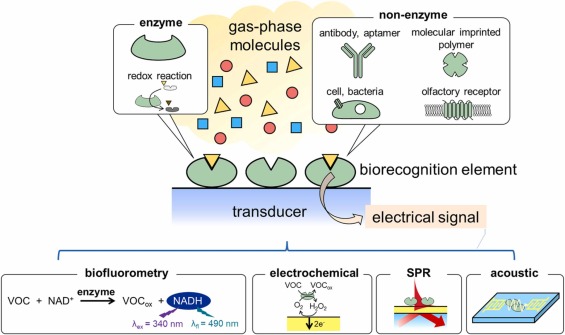Gas-phase biosensors: A review