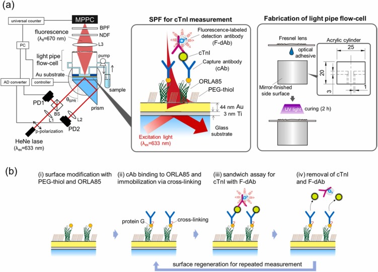 Surface plasmon-enhanced fluorescence immunosensor for monitoring cardiac troponin I