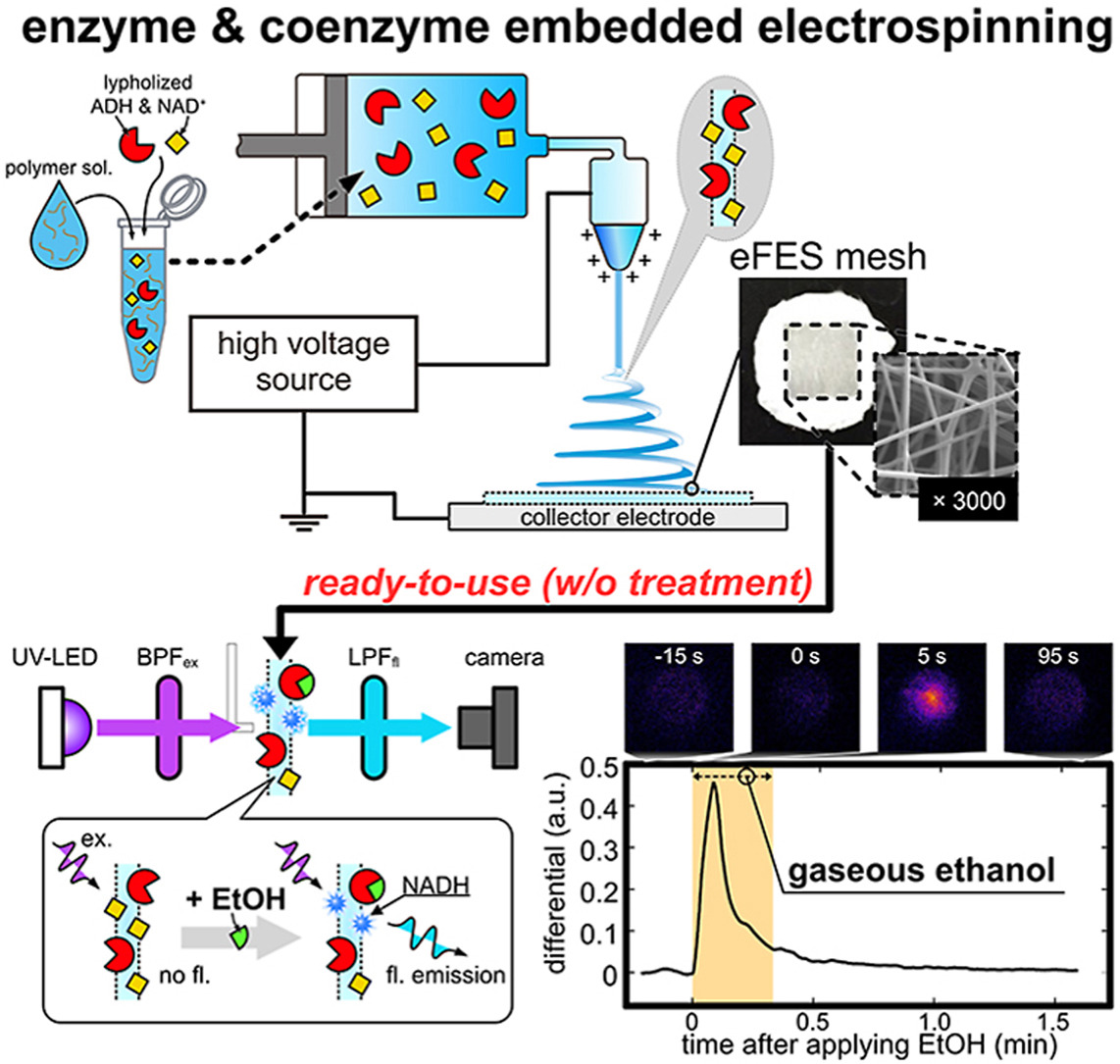 Enzyme-embedded electrospun fiber sensor of hydrophilic polymer for fluorometric ethanol gas imaging in vapor phase