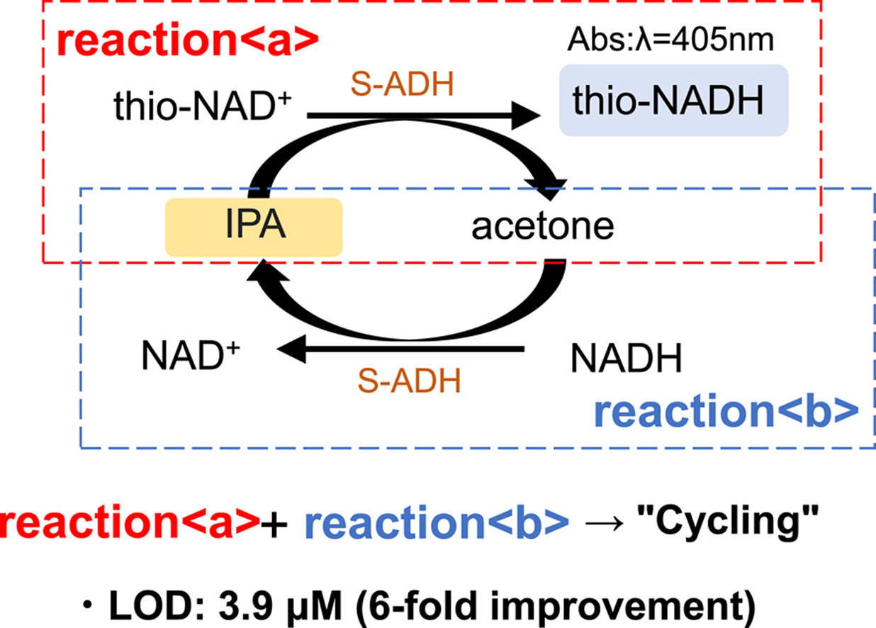 High-sensitivity isopropanol Biomeasurement using enzyme cycling reactions